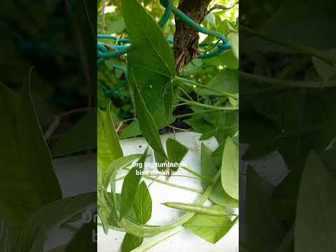 Daily life#maman pasir#tumbuhan ini tumbuh di mna² aja #shortvideo