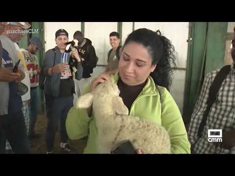 Enseñan a pastorear para relanzar la profesión | Ancha es Castilla-La Mancha