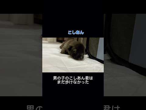 ヨチヨチ歩きをするようになった保護犬の赤ちゃんが可愛すぎます#保護犬#子犬#保護猫#shorts