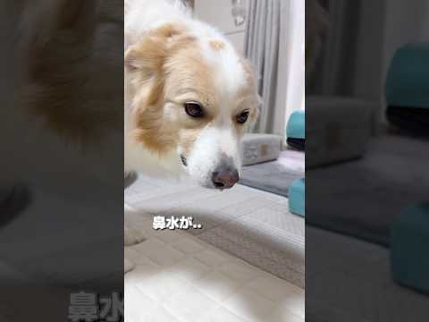 初めて履いた靴下に戸惑いが隠せない犬がこうなりました...【ボーダーコリー•ゴールデンレトリバー】#shorts