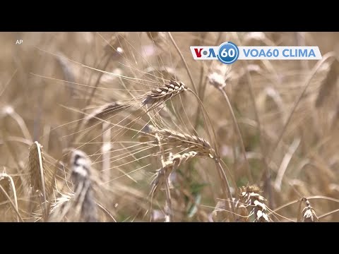 Seca em Marrocos devastou as colheitas de cereais