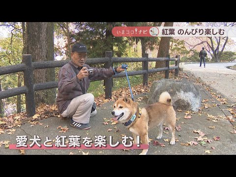 紅葉スポットに“元銭湯”の昭和レトロなカフェも…香川・多度津町で秋を堪能！【いまココ！ナビ】