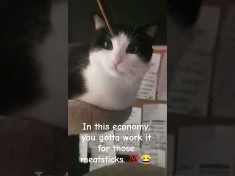 step right up, get your meatsticks. #cat #2025 #funny #music #catperson #catworld #mycat #cats