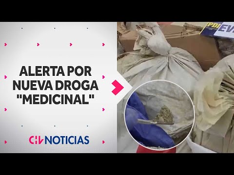 ALERTAN PRESENCIA DE KRATOM, la nueva droga “medicinal” que está prohibida en Chile