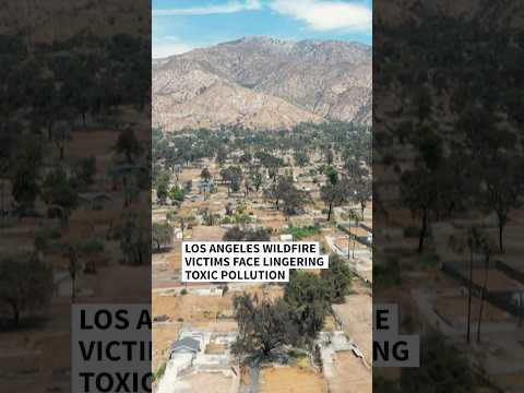 Los Angeles wildfire victims face lingering toxic pollution | AFP #shorts