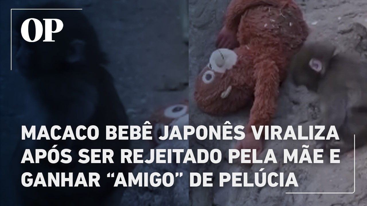 Macaco bebê japonês viraliza após ser rejeitado pela mãe e ganhar “amigo” de pelúcia