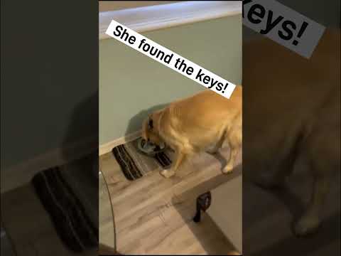 Dog finds keys in it's water bowl that's filled with water!