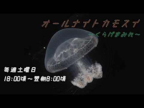 猫の動画サムネイル - オールナイトカモスイ　～くらげまみれ～ #204　レッドクロスジェリー