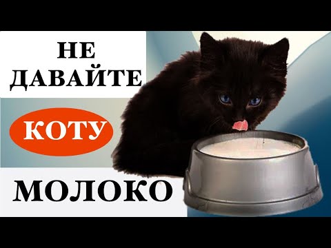 Котам нельзя давать молоко?