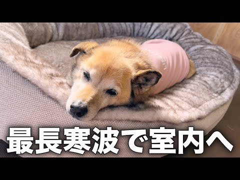 長年外飼いだった愛犬コロちゃんの春準備が進みません...