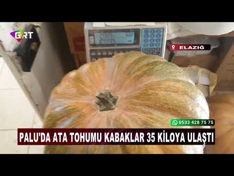 Palu'da ata tohumu kabaklar 35 kiloya ulaştı