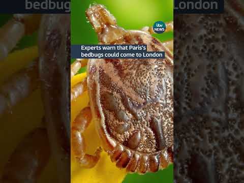 Experts warn that Paris's bedbugs could come to London #itvnews #london