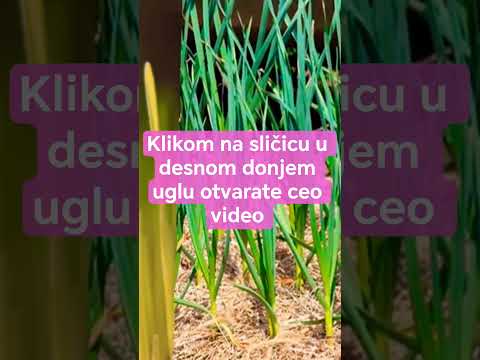 Evo sta treba da uradite u februaru da biste imali najkrupnije glavice belog luka