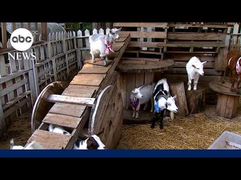 ノースカロライナ州の移動ふれあい動物園で狂犬病の懸念