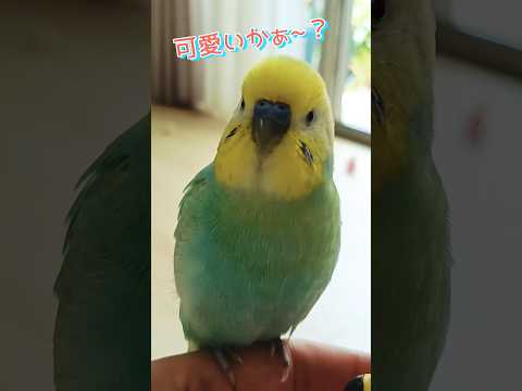 「ぺんちゃん」と何度も呼ぶインコ#関西弁のくーちゃん #セキセイインコ #ペットロス