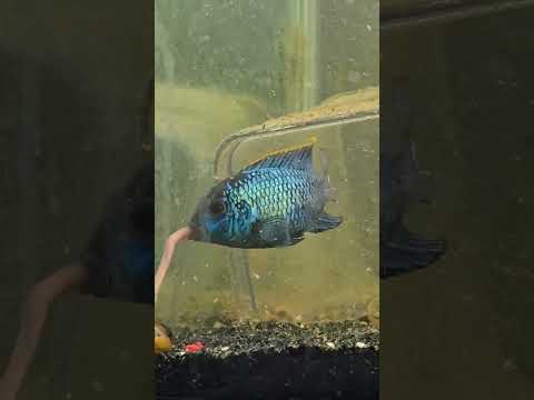 I think it's too big! one of my Electric Blue Acaras has decided to take on something bigger than he can handle. or did he