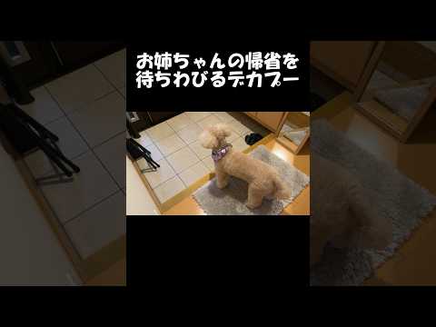 ソワソワしながらお姉ちゃんの帰りを楽しみに待つ大きいトイプードル＃デカプー＃トイプードルのロアくん＃toypoodle＃犬