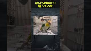 リズム感抜群のインコ🦜#twitter #shortsfeed #shortsvideo #tiktok