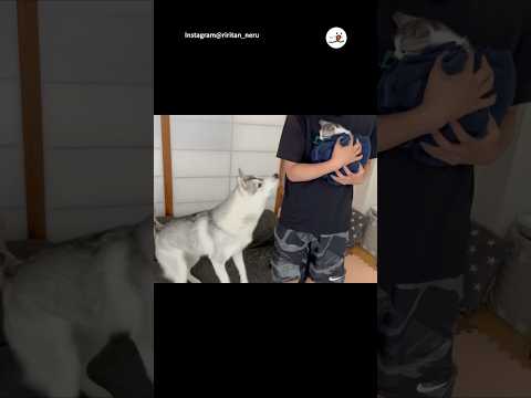 猫の動画サムネイル - 保護された子猫とテンションMAXハスキーが…｜PECO #shorts