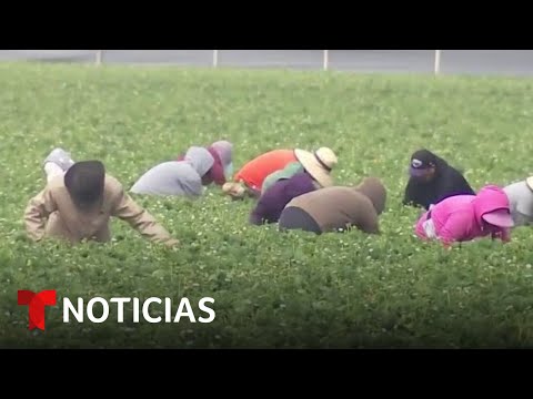 Trabajadores del campo deben reportar abusos de patrones dicen activistas | Noticias Telemundo