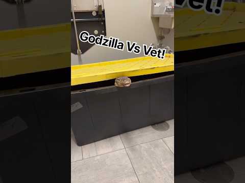 Godzilla VS Vet!