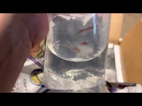 Black Water Aquatics unboxing Unboxing my new Betta Channoides - Melak. 

Get yours or other cool rare bettas from_

https_//bwaqu