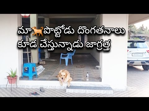 మా 🐕పొట్టోడుతొ చాల జాగ్రత్తగా ఉండాల్సిదే🙄/#youtube /@Nageswari maddireddi @Rowdyvicky
