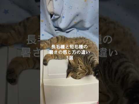 猫の動画サムネイル - 長毛種と短毛種の暑さの感じ方の違い3選 #猫 #ねこ #猫のいる暮らし #ねこのいる生活 #猫動画 #保護猫 #猫好きさんと繋がりたい #猫のいる生活 #猫好き VOICEVOX:ずんだもん