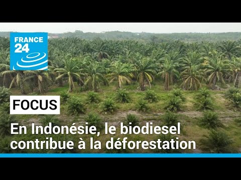 En Indonésie, le biodiesel contribue à la déforestation • FRANCE 24
