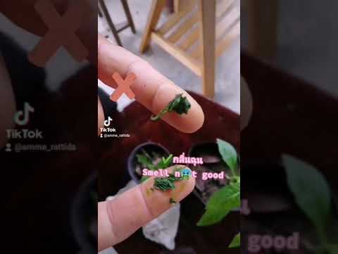 How-to-inspect-Andrographi How-to-inspect-Andrographi