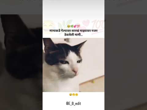 नजर ठेवलेली मामी..!! #bappa #funny #jokes  #funnyanimals #comedy #konkancomedy #funnycatanddog