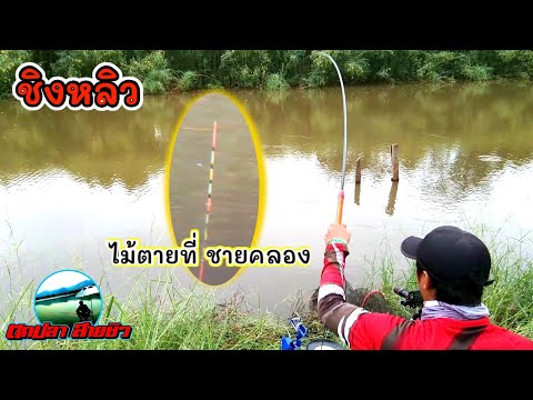 ตกชิงหลิว-ไม้ตาย-ที่ชายคลอง-เป ตกชิงหลิว-ไม้ตาย-ที่ชายคลอง-เป