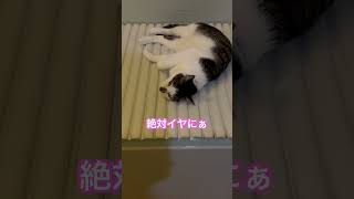 【日常】ぜったいに風呂場から離れない猫のニコくんの様子#ねこのいる生活 #cat