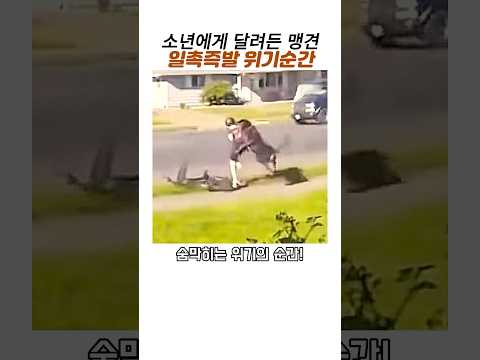 소년에게 달려든 맹견 위기순간속 기적#목줄안한개#영웅#감동#입마개필수