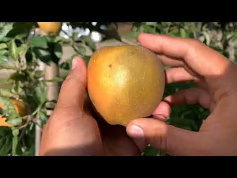 Hudson’s Golden Gem Apple Tasting