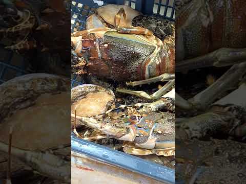 Tiger Lobster/Benjie Gonzales tv