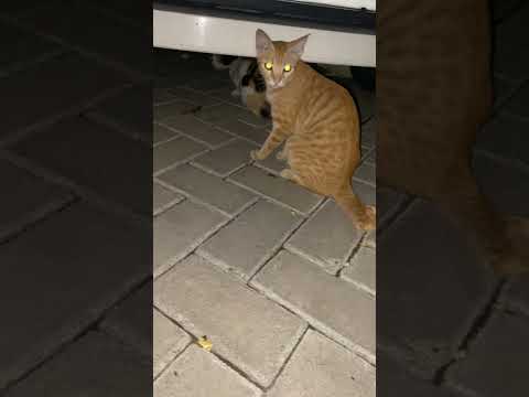 Kucing Puman Sama Ibunya Jaga Mobil #cat #貓咪日常 #nizamkucinglucu #cute #cutecat #imut #kitten #貓