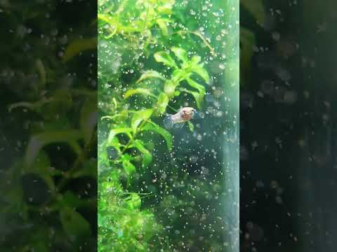 Check my new micro-snakeheads!!! I mean, betta alb 