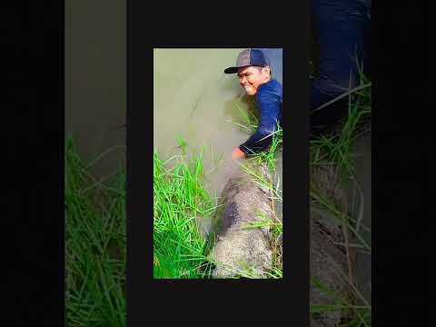 Miệt vườn quê hương nơi tình thương chan chứa... rộng đồng mênh mông..!