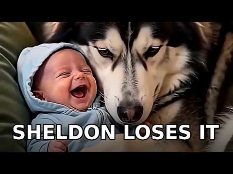 Funny Husky Dog and Baby 😂 Baby Leonard Makes Sheldon Lose It