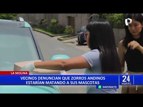 Zorros en La Molina: Serfor pide a vecinos mantener a sus mascotas dentro de casa (1/2)