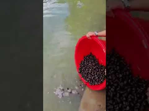 ปล่อยหอยขม-ต่อชีวิตให้พวกเจ้าร ปล่อยหอยขม-ต่อชีวิตให้พวกเจ้าร