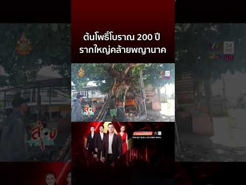 แปลกต้นโพธิ์โบราณหัวพญานาคอายุ