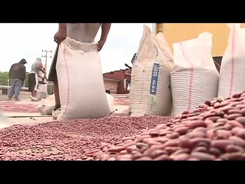 Nicaragua exporta más de 2 millones de quintales de frijoles