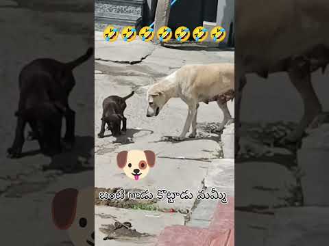 Funny Dog Story 🐶 | Puppy Expressions Ever 🤣 #shorts 27 October 2025