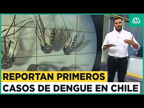 Detectan dengue en el Maule: Primeros tres casos en Chile