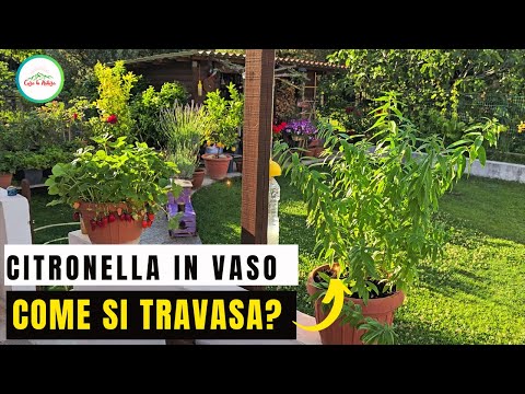 Come E Quando Rinvasare La PIANTA DI CITRONELLA