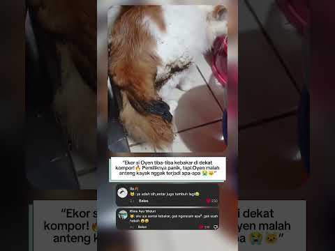 “Ekor Kebakar Tapi Nggak Ngerasa?! Cuma Oyen yang Bisa 😭🐾”