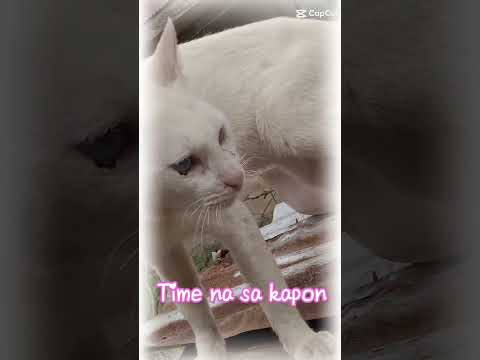 #cutecat #bondinwithmyact #catlover #cat