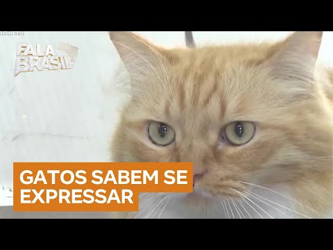 Estudo indica que gatos manifestam emoções com expressões faciais